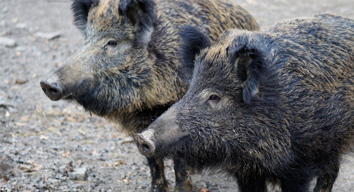 Ageing Japanese town's boar trouble | The English Farm